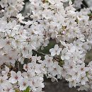 복숭아꽃 살구꽃 이미지