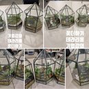 나만의세상 테라리움 만들기 이미지