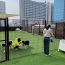 도그어스 플래닛 | '도그어스플래닛' 유기견 봉사활동 후기