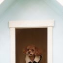 올리브독 이미지