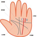 돈.지위 명예를 나타내는 손금 태양선(太陽線)(2) 이미지