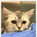 아이조아요양호텔 이미지