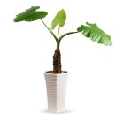 알로카시아 이미지