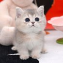 울산 고양이분양 미유펫 이미지