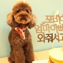 동물다방 이미지