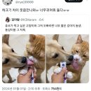 강아지랑고양이 이미지