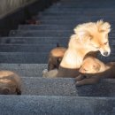 나누리펫 이미지