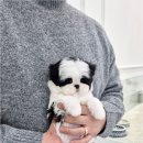 천안강아지분양 우리집퍼피 천안아산본점 (하이도그) 이미지