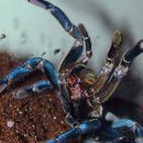 코발트블루 이미지