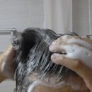 형운 | [솔직후기] 플렌티플랜트 맥주효모샴푸로 두피케어 시작!