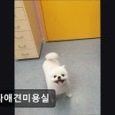 보라애견 | (평택, 강아지, 고양이, 애견미용, 추천!) 보라애견미용실 평택 보라애견미용실, 맞춤 케어로 안심