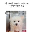 준후상사 | 99C 작가님 / 백도 작가님의 "X의 목줄을 쥐는 법" 후기 소식
