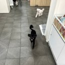 시현애견사랑 이미지