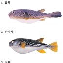 대해복어 이미지