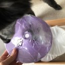 민트도그 | 강아지 높이조절 식기 그램도그 디자인 예쁜 강아지 밥그릇