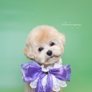 살롱드몽몽 이미지