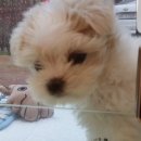 모모펫그루머 이미지