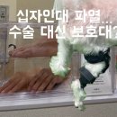 강아지 나라 | 14살 노견말티즈 무릎보호대/슬개골수술대신선택/강아지무릎보호대가격