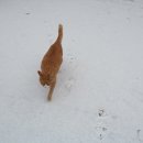 황금고양이 이미지