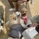 people puppy 이미지