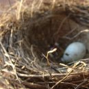 푸른 둥지 이미지