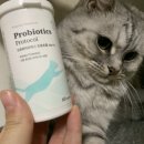 고양이 신장 유산균 프로바이오틱스 프로토콜