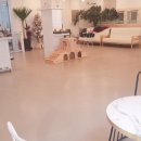 도니바니 이미지