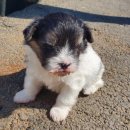 맘스터치 고령점 이미지