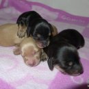 착한애견 이미지