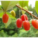 보리수-왕보리수 열매주 이미지