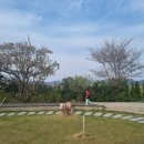 울산 중구 분위기 좋은 한옥카페 파라안병영성 방문 후기(반려동물 동반가능)