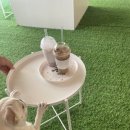 인디퍼피 이미지