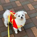 동판교로52번길 | 판교카페 추천｜백현동 수플레 맛집 백금당 판교 _ 분위기 완벽 애견동반 디저트카페