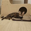 고양이허니캣 | 오트와 허니의 언제나 고양이 인천 고양이 호텔 7박 8일 후기 겨울호텔링 청결관리