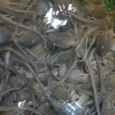 목포뻘낙지 이미지