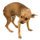 파스텔동물병원 이미지