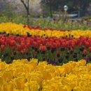 정권농장 | 태안 튤립축제 안면도 태안 세계튤립꽃박람회 공원 여행코스 추천
