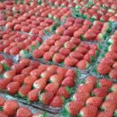 태자농장 이미지