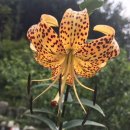 토종산천 이미지