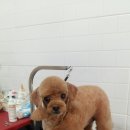 해피퍼피 미용실 이미지