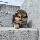 개츠비 켄넬 이미지