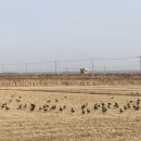 금빛농장 이미지