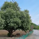 돌배나무 민박 이미지