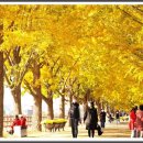 은행나무길 이미지