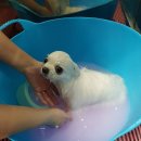 벨라 펫샵 이미지