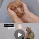 꼼꼼하개 - 양산시 버들길 12 | 꼼꼼하개