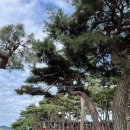 소나무숲 | 🌲춘천 소울로스터리 카페 후기｜소나무 숲 감성 + 빈티지 공간