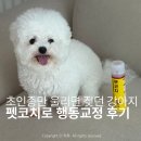 몽아미 | 펫코치로 초인종귀신 퇴마했어요 행동교정 스프레이 후기