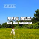주식회사 오라렌트카 | 제주 오라동 메밀밭 메밀꽃 청보리 유채꽃 후기 폭싹속았수다 촬영지