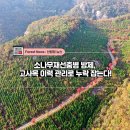 소나무인쇄 이미지